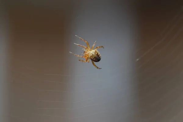 Verschiedene Insekten Aus Deutschland Hoher Auflösung Und Gescannt Mit Makro — Stockfoto