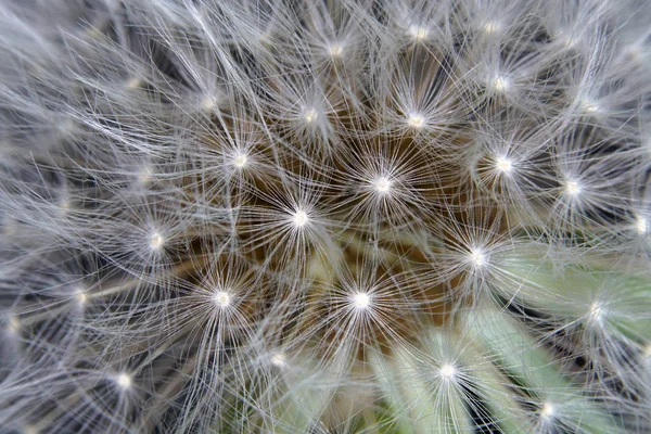 Diente León Como Detalle Fotografiado Alta Resolución Nítido — Foto de Stock