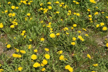 Karahindiba bir detay olarak yüksek çözünürlüklü ve keskin fotoğraflandı 