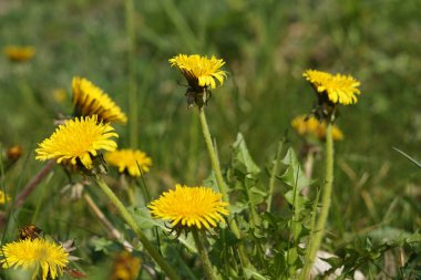 Karahindiba bir detay olarak yüksek çözünürlüklü ve keskin fotoğraflandı 