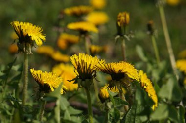 Karahindiba bir detay olarak yüksek çözünürlüklü ve keskin fotoğraflandı 