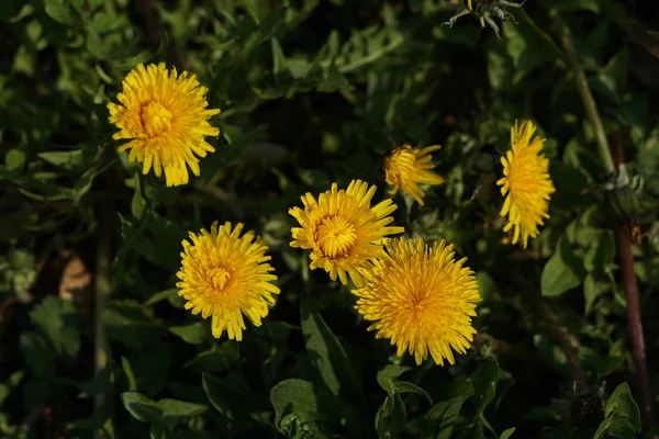 Dandelion Jako Detail Fotografované Vysokém Rozlišení Ostré — Stock fotografie