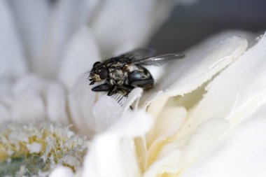                   Almanya'da Avrupa housefly profesyonel kalitede makro lens ile vuruldu             