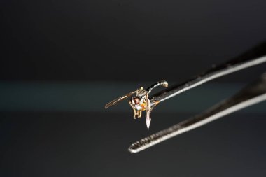                   Almanya'da Avrupa housefly profesyonel kalitede makro lens ile vuruldu             