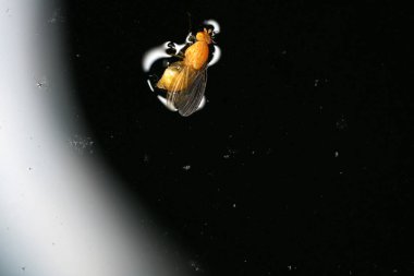                   Almanya'da Avrupa housefly profesyonel kalitede makro lens ile vuruldu             