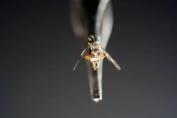 Almanya Avrupa Housefly Profesyonel Kalitede Makro Lens Ile Vuruldu — Stok fotoğraf