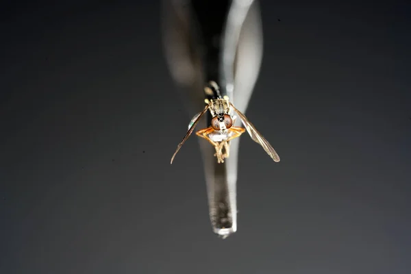 Mosca Doméstica Europeia Alemanha Tiro Com Lente Macro Qualidade Profissional — Fotografia de Stock