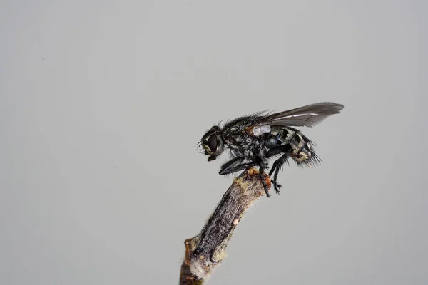 Mosca Doméstica Europeia Alemanha Tiro Com Lente Macro Qualidade Profissional — Fotografia de Stock