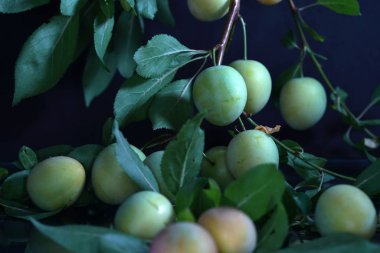 Almanya'da yerel bahçeden Mirabelle erik çok tatlı
