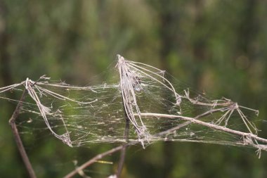 Net ile Almanya'da bahçede Örümcekler ve en iyi kalitede makro olarak alınan