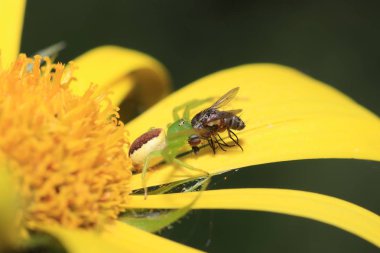 Net ile Almanya'da bahçede Örümcekler ve en iyi kalitede makro olarak alınan