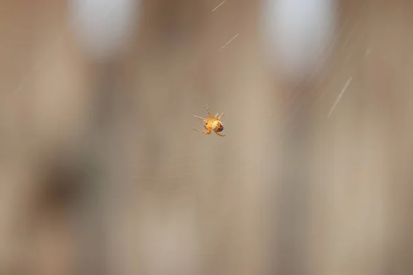 蜘蛛在德国的花园里与网 并被视为宏观在最好的质量 — 图库照片