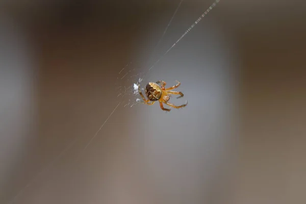 Spider Giardino Germania Con Rete Preso Come Macro Nella Migliore — Foto Stock