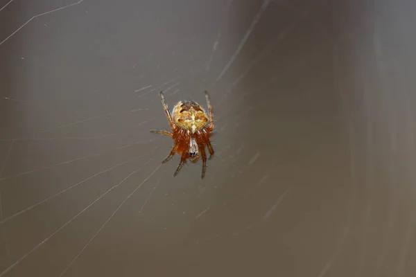 ネットとドイツの庭のクモと最高の品質でマクロとして撮影 — ストック写真