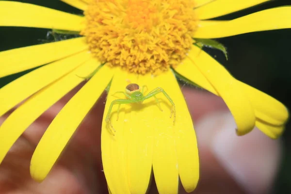 Spiders Garden Germany Net Taken Macro Best Quality — Stock Photo, Image