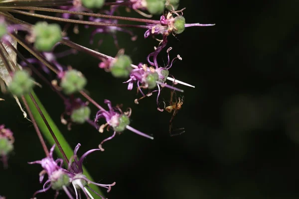 ネットとドイツの庭のクモと最高の品質でマクロとして撮影 — ストック写真