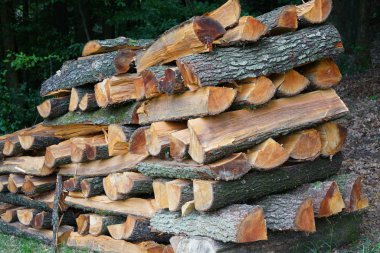 Yakacak odun hızlı kurutma için ormanın kenarında temiz yığılmış