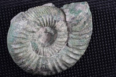 Amonitler soyu tükenmiş bir kafadanbacaklılar alt grubudur..