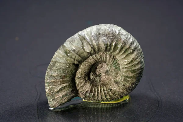 Die Ammoniten Sind Eine Ausgestorbene Untergruppe Der Kopffüßer — Stockfoto
