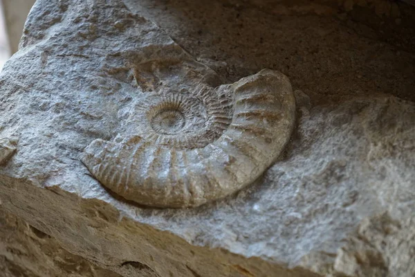 Ammoniták Egy Kihalt Alcsoportja Lábasfejűek — Stock Fotó