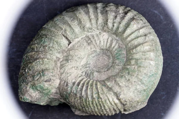 Ammonites Extinct Subgroup Cephalopods — Stock Photo, Image