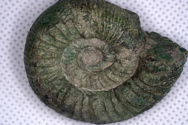 Ammonites Extinct Subgroup Cephalopods — Stock Photo, Image