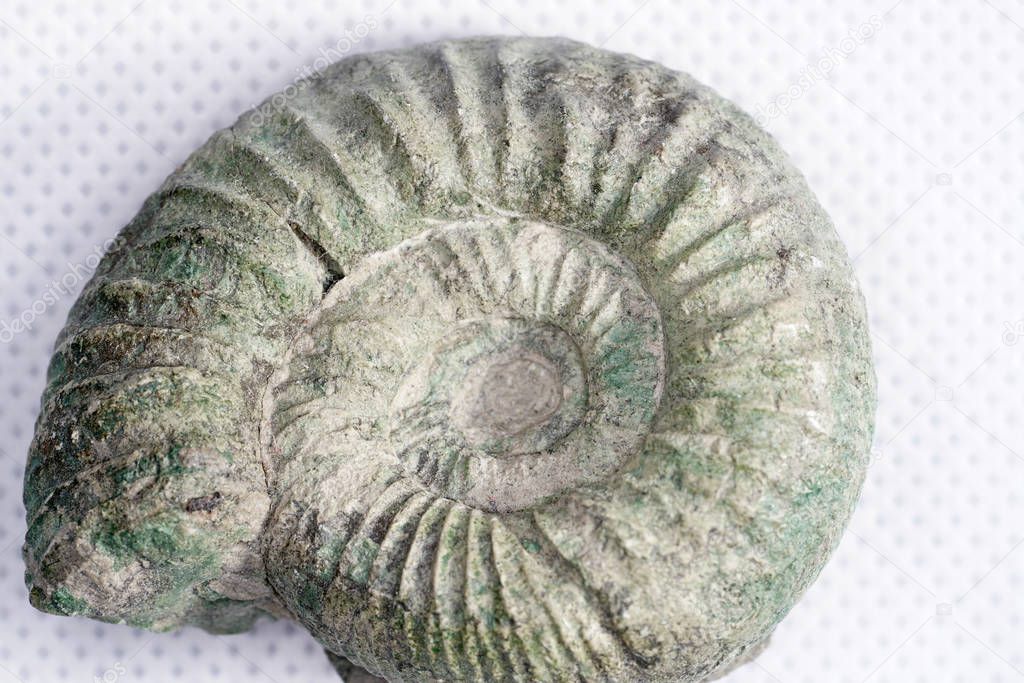 The ammonites are an extinct subgroup of cephalopods.
