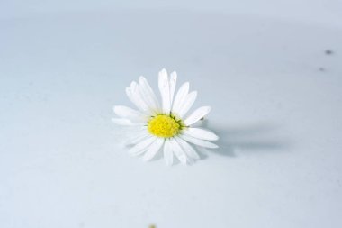 Çok yıllık papatya, küçük boy, bin-Tiny, Soluk gümüşlü veya İsviçre Margritli, papatya giller familyasından bir türdür..