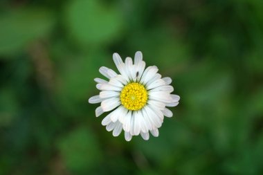 Perennial Daisy, Small-sized, Thousand-Tiny, Pale-silvered or Swiss Margritli, is a species within the daisy family. clipart