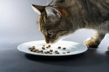            Gri çizgili Orta Avrupa kısa saçlı kedi Almanya'da yeme                    