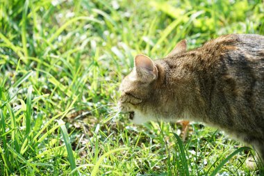            Gri çizgili Orta Avrupa kısa saçlı kedi Almanya'da yeme                    