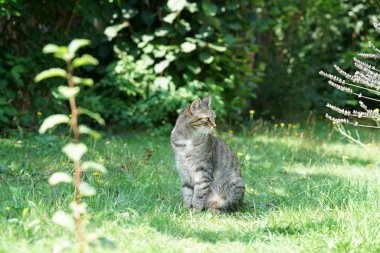Gri kedi uzun otların içinde oturur ve avını ya da ne olacağını bekler.