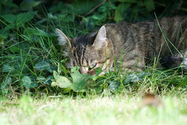 Серая Полосатая Среднеевропейская Короткошерстная Кошка Ест Германии — стоковое фото