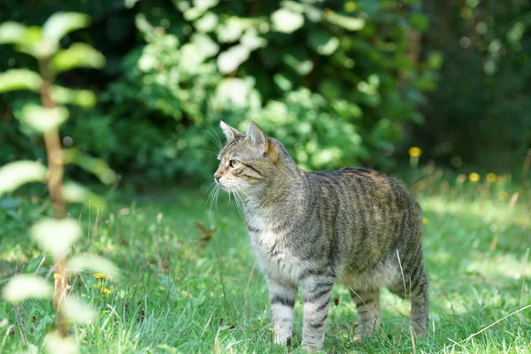 고양이는 잔디에 무엇을 기다립니다 — 스톡 사진