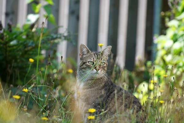 Graue Katze Sitzt Hohen Gras Und Wartet Auf Beute Oder — Stockfoto