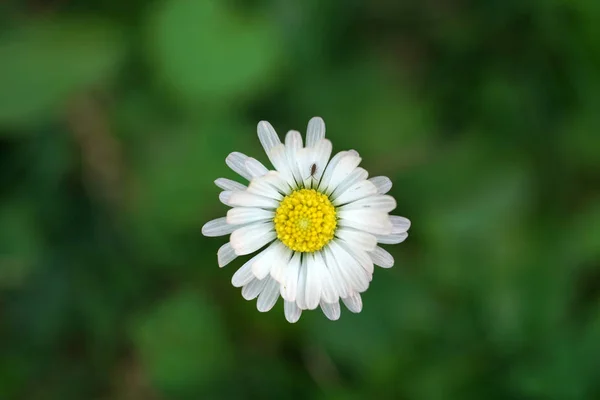 Évelő Daisy Kis Méretű Ezer Apró Halvány Ezüstös Vagy Svájci Jogdíjmentes Stock Fotók