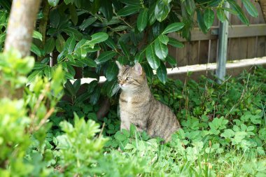 Gri çizgili kedi oturur ve günün ne getireceğini bekler