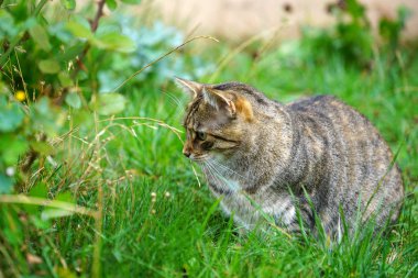 Gri çizgili kedi oturur ve günün ne getireceğini bekler