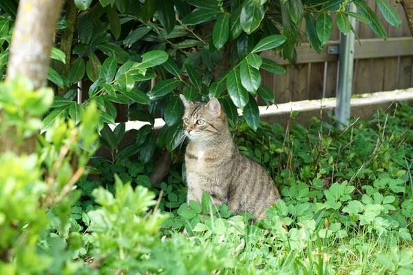 Grå Randig Katt Sitter Och Väntar Vad Dagen Kommer Att — Stockfoto