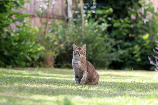 Γκρίζα Ριγέ Γάτα Κάθεται Και Περιμένει Φέρει Μέρα — Φωτογραφία Αρχείου