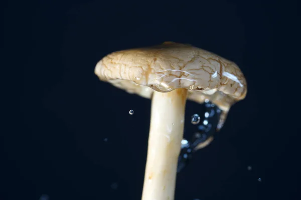 Funghi Formano Terzo Grande Regno Creature Eucariote Oltre Agli Animali — Foto Stock