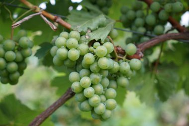 Tuna bölgesinden gelen şaraplar bağcılık uzmanları tarafından yönetilir ve günümüzde aranan bir uzmanlık alanıdır.