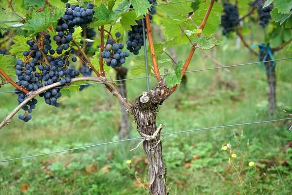 Vino Región Del Danubio Gestionado Por Especialistas Viticultura Hoy Día — Foto de Stock