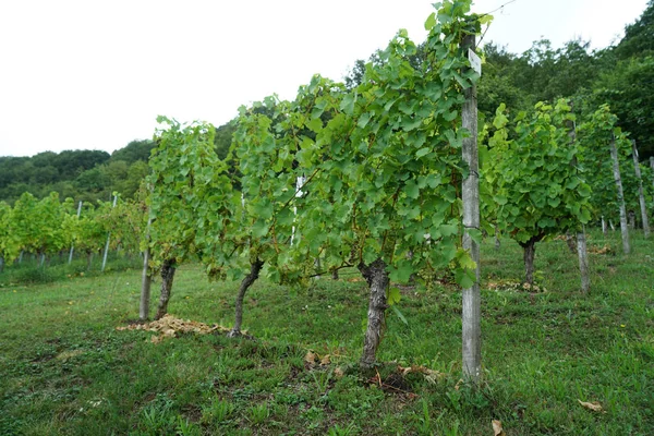 Vino Della Regione Danubiana Gestito Specialisti Viticoltura Oggi Una Specialità — Foto Stock