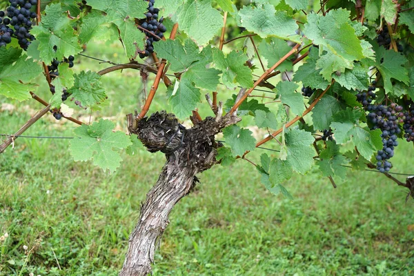 Wino Regionu Dunaju Jest Zarządzane Przez Specjalistów Dziedzinie Uprawy Winorośli — Zdjęcie stockowe