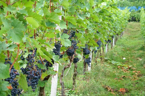 Vino Región Del Danubio Gestionado Por Especialistas Viticultura Hoy Día — Foto de Stock