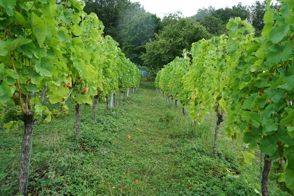 Vinho Região Danúbio Gerido Por Especialistas Viticultura Hoje Uma Especialidade — Fotografia de Stock