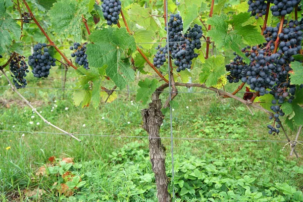 Wijn Uit Donauregio Wordt Beheerd Door Specialisten Druiven Bouw Vandaag — Stockfoto