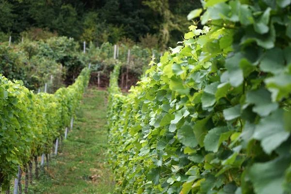 Vin Från Donauregionen Förvaltas Specialister Vinodling Och Idag Eftertraktad Specialitet — Stockfoto