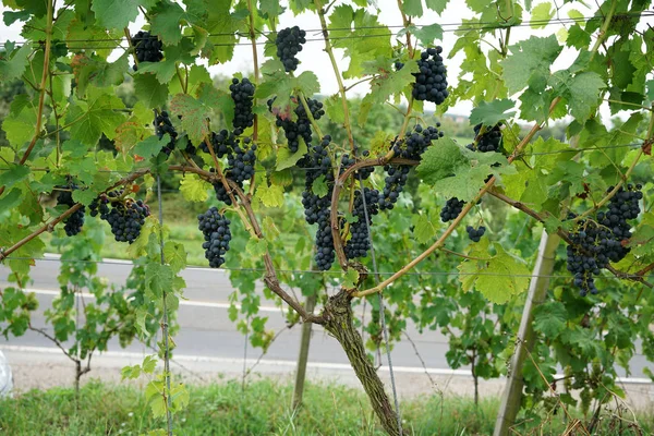 Víno Dunaje Spravováno Specialisty Vinařství Dnes Vyhledávána Specialita — Stock fotografie